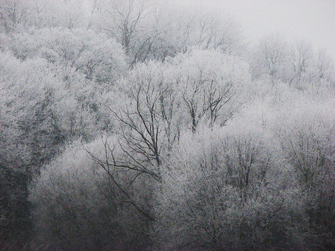 #trees
