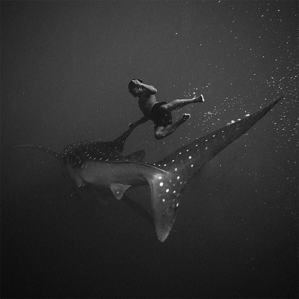 Black and White Underwater Photography by Hengki Koentjoro #white #dive #black #shark #photography #and #swimming #underwater