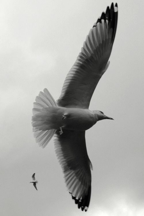 mouette #oiseau #vole