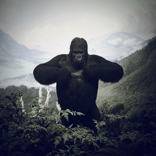 Chad Wys, Artist #monkey #photography #animal #kingkong #abe
