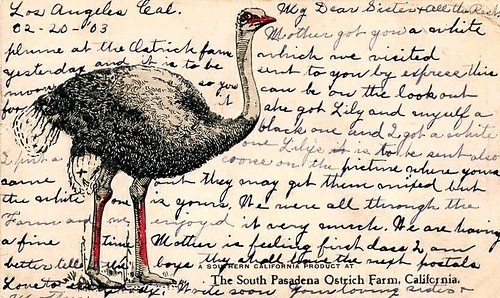 All sizes | Ostrich | Flickr - Photo Sharing! #postcard