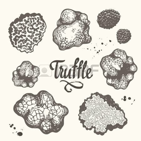 white truffle: Vector illustration with set of mushrooms in sketch style. Hand-drawn truffle on white background. Delicatessen French mushro