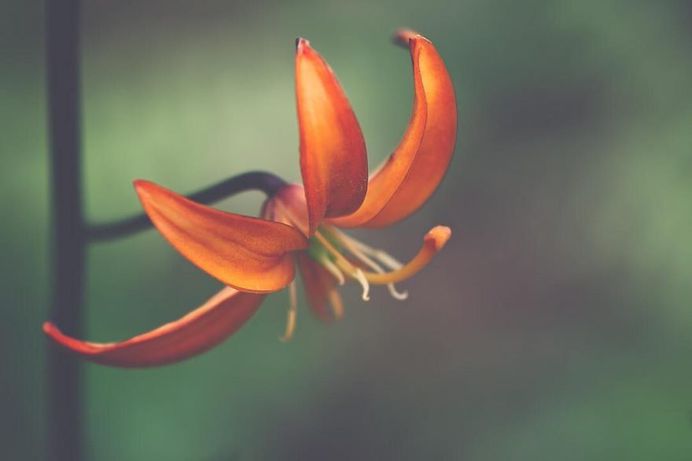 Beautiful Close-Up Flowers Pictures by Lisa Briand