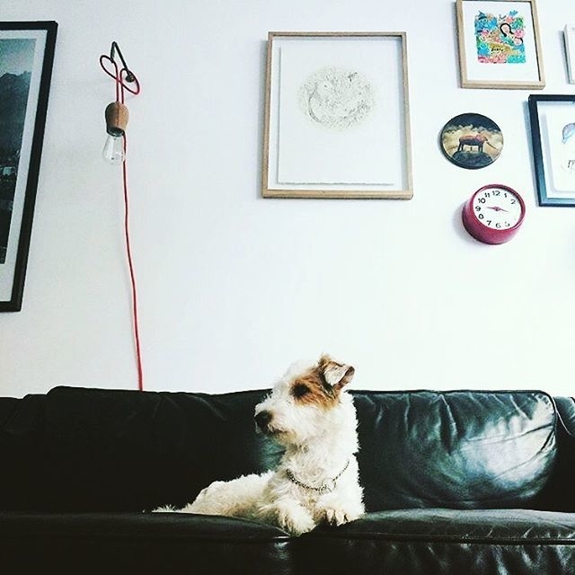 Photo by @kcreepers follow @milu.perrorista