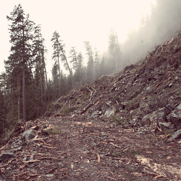 Clearcut II #photography