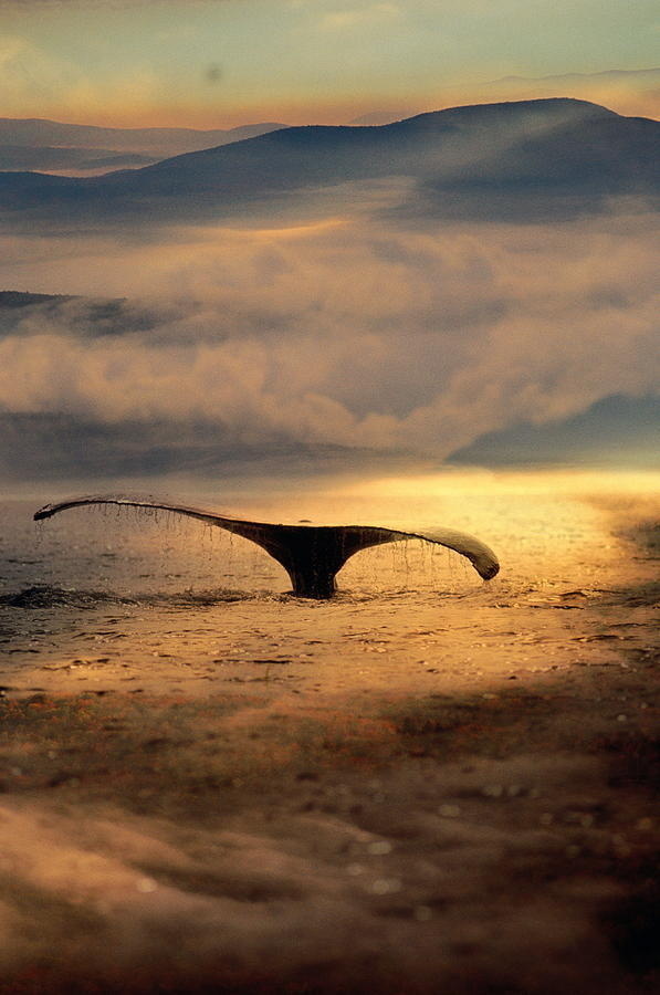 Whale #whale #ocean #sunset #water