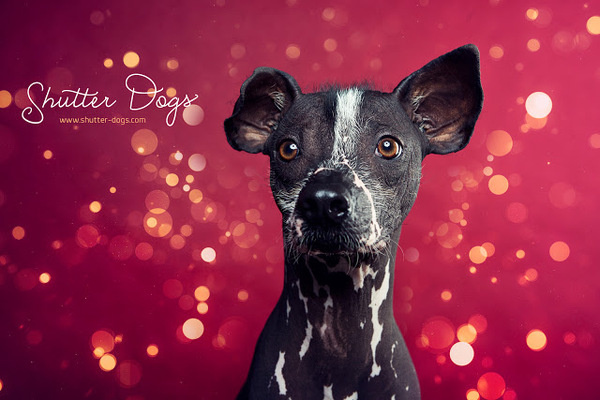 Wednesday, February 6, 2013 #gigov #from #tony #portraits #animal