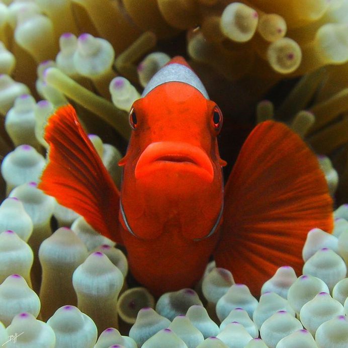 Striking Underwater Photography by Ben Hicks