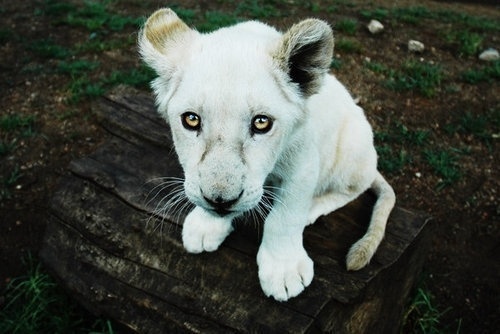 tumblr_lvjk9dQfUs1r7wzdxo1_500.jpg (500×334) #cub
