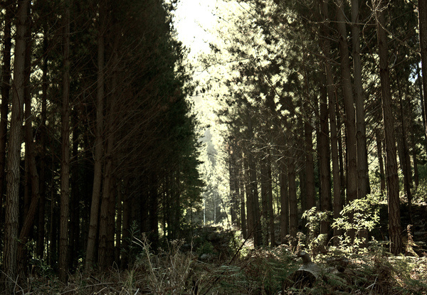 Christ #photography #nature #forest #open #light #beauty