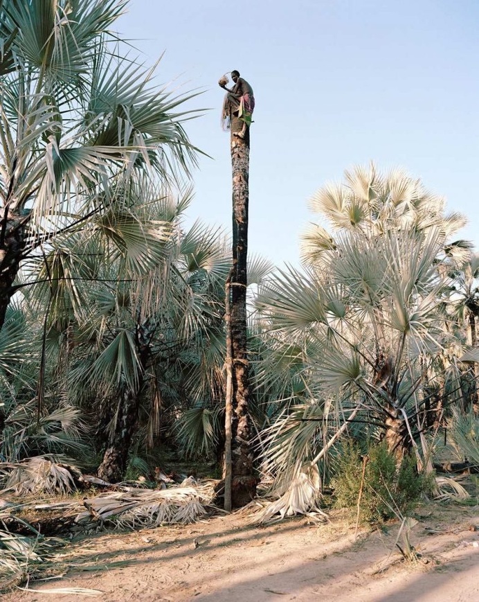 Palm Wine Collectors by Kyle Weeks