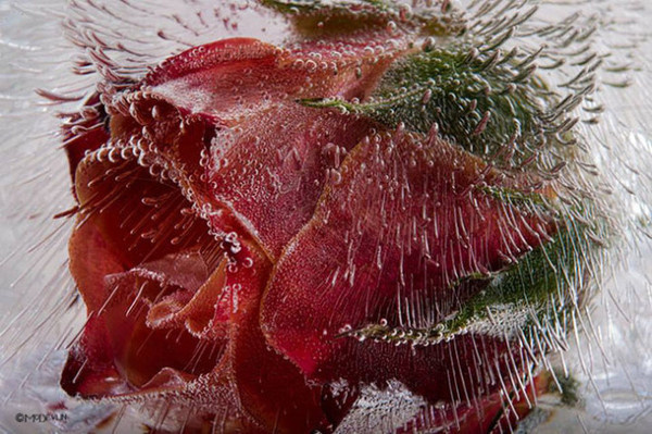 Mo Devlin #inspiration #photography #macro