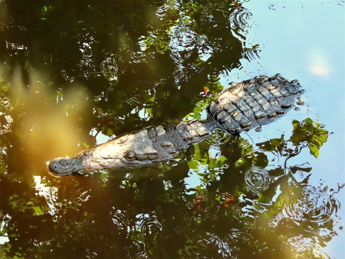 Crocodile in the water