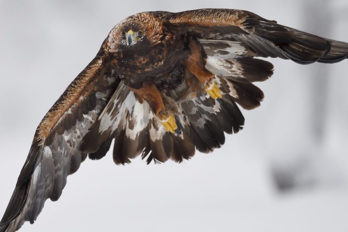 #kings_birds: Fascinating Bird Photography by Staffan Widstrand