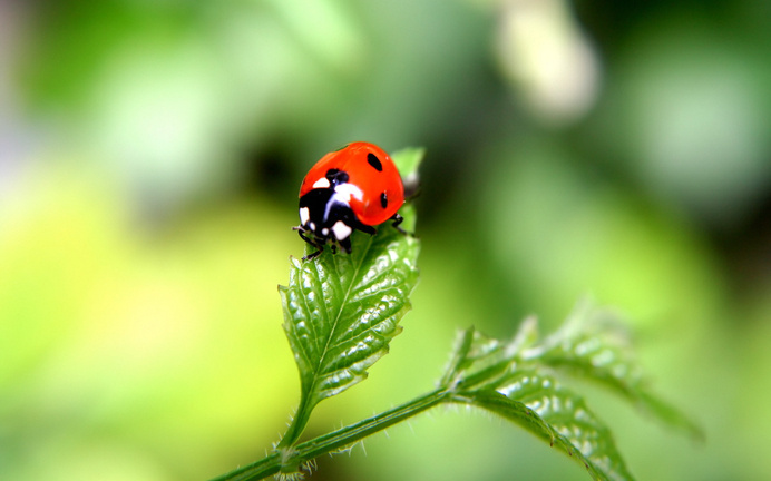 Macro Ladybug #inspiration #photography #macro