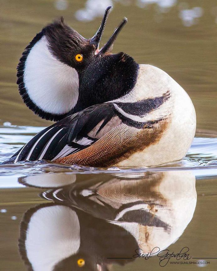 Sunil Gopalan Captures Striking Photos of Birds on Five Continents