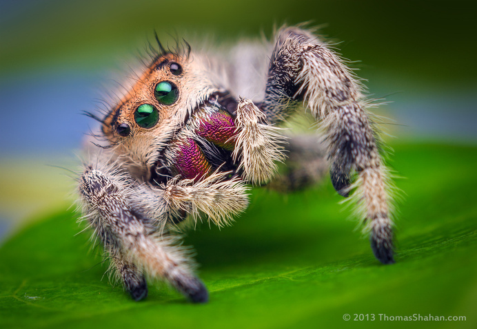 Macro Photography Phidippus Mystaceus Spider #macro photography #spider photography