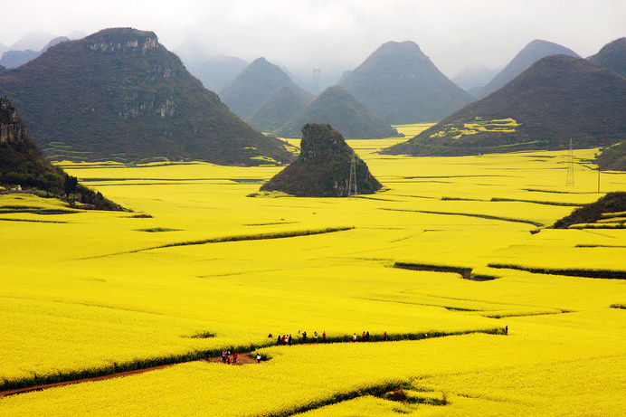 Luoping Rape Flower Fields | Flickr - Photo Sharing! #yellow #landscape #photography #china #nature #flower #rapeseed #valley #beauty
