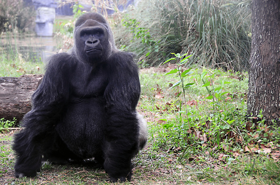 Gorilla #animal #gorilla #nature