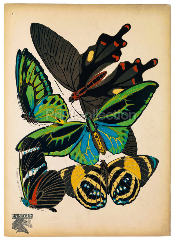 PrintCollection #butterflies #entomologist #modern #classic #french #posters #deco #papillons
