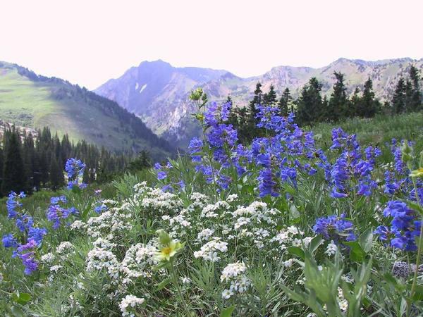 Penstemon cyananthus