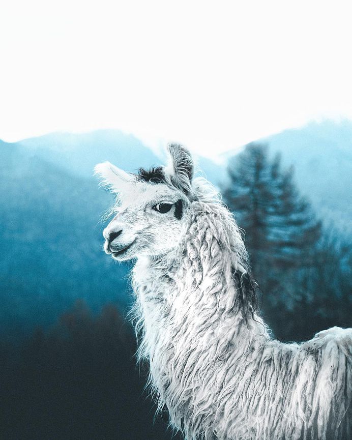 #folkscenery: Adorable Animal Portrait Photography by Douglas Fir