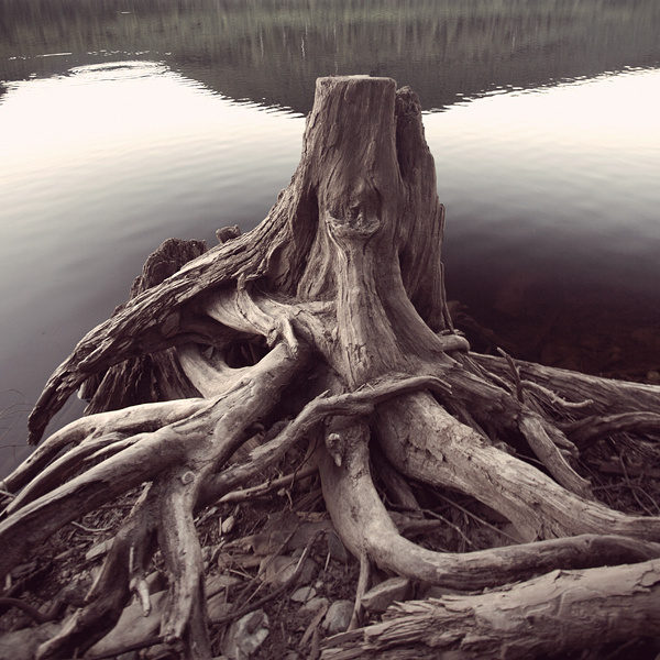 Wood III #photography