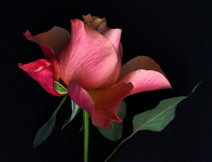 Fascinated iPhone Photos of Flowers by Barbara Nebel