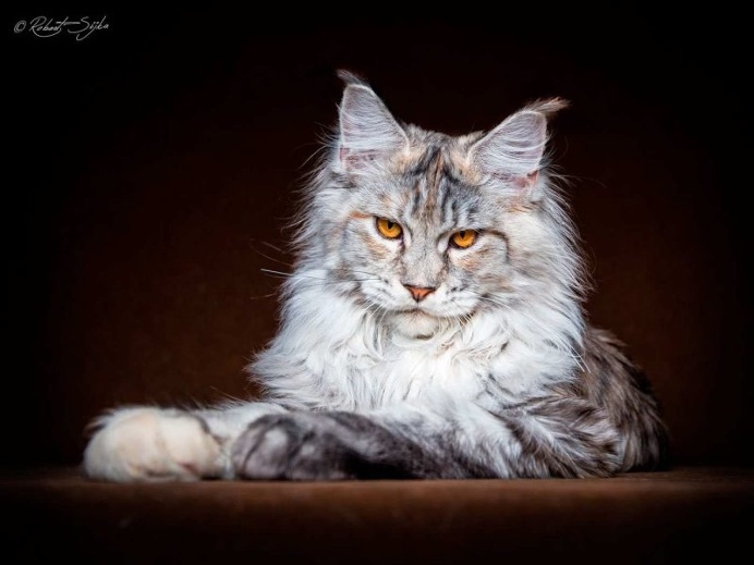 Robert Sijka Captures Stunning Portraits of Maine Coon Cats