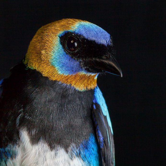 #birdstagram: Wonderful Bird Photography by Sean Graesser