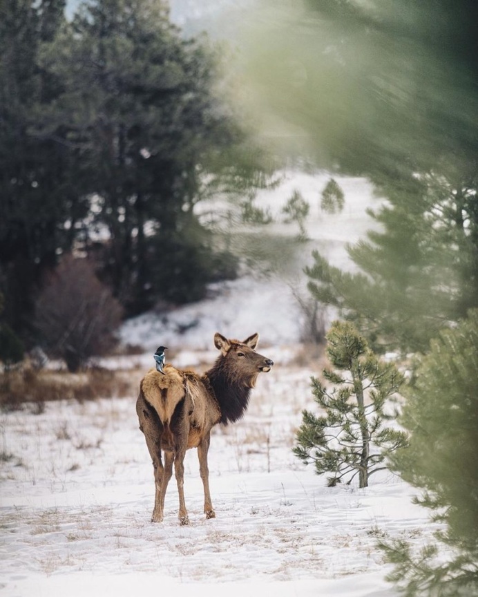 Animal Rights Photography: Sammantha Fisher Captures Amazing Animal Portraits