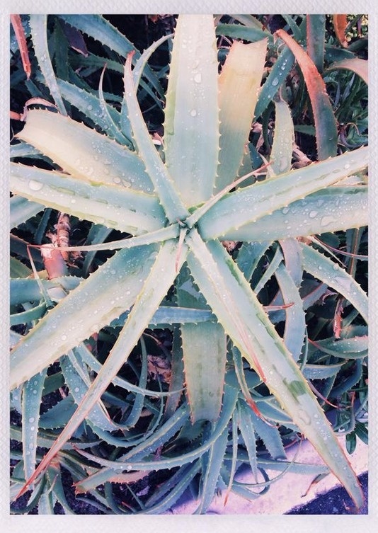 #plant #summer #aloe