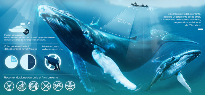 DESDE LAS PROFUNDIDADES DEL PACÍFICO - Juan Manuel Agudelo #ocean #whale #infographic #colombia #blue