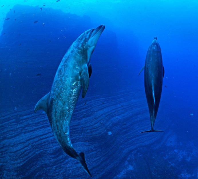 Mind-Blowing Wildlife and Underwater Photography by Thomas Peschak
