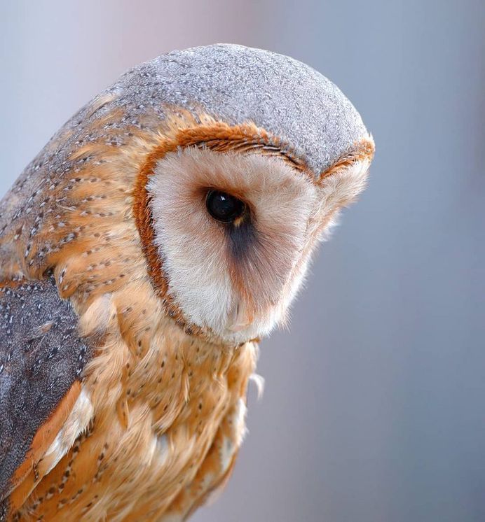 #bird_brilliance: Stunning Bird Photography by Jens Stahl