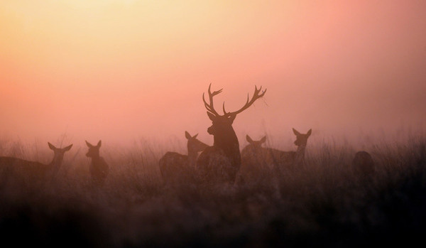 Days of Autumn The Big Picture Boston.com << Dan Kitwood #deer #sunrsie #richmond #park #stag #photography #beautiful