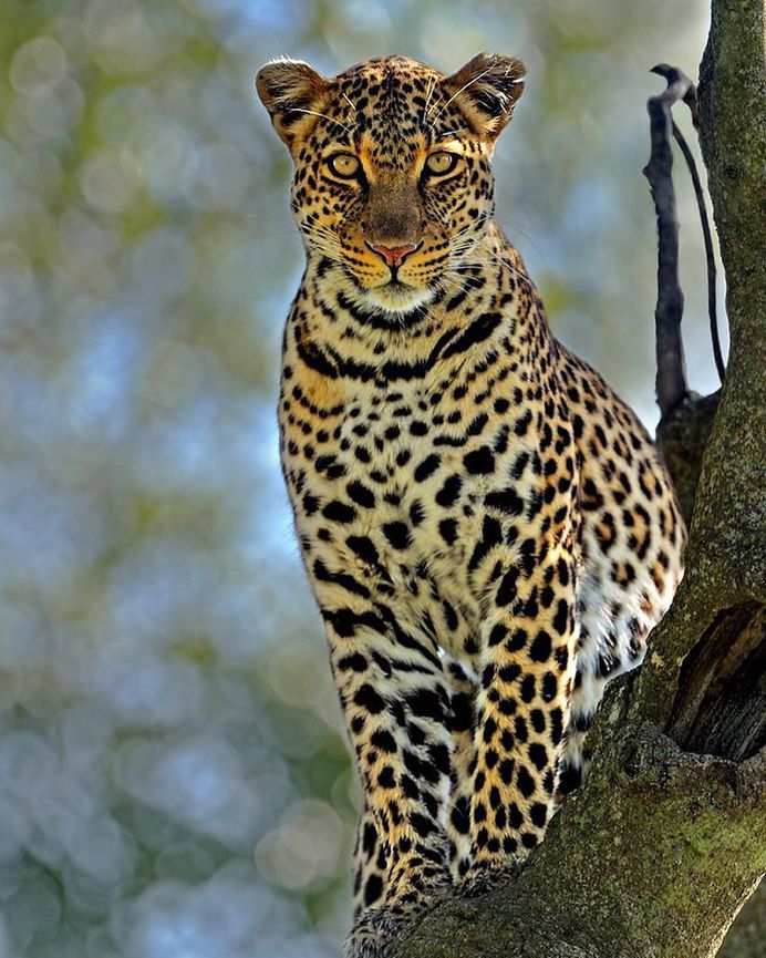 Spectacular Wildlife Animals Portraits by Andy Rouse