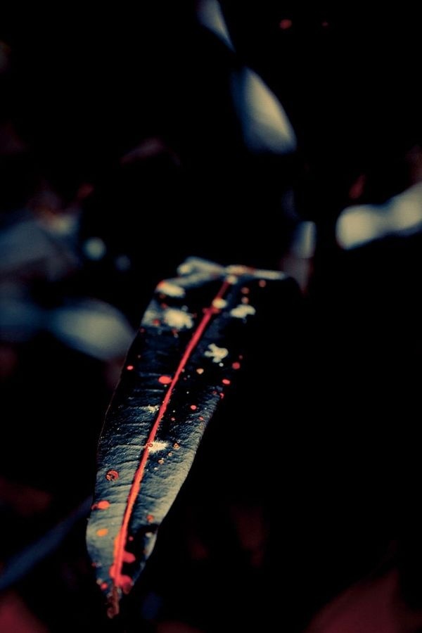 yama bato:By:atelier olschinskyÂ via #dark #plant
