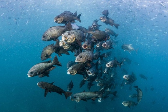 Amazing First Entries From The Sony World Photography Awards 2017