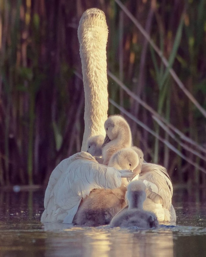#birdwhisperer: Beautiful Birds Photography by Chris A. Fraley