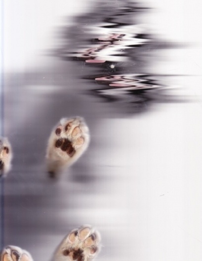 Image Spark - swt2ths #distortion #cat