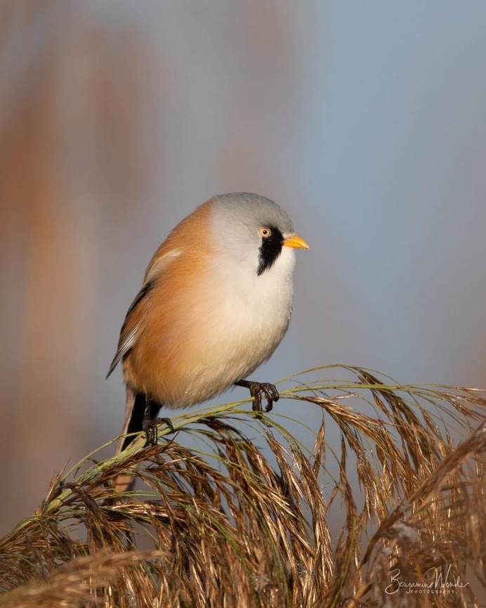 #birdlife: Beautiful Bird Photography by Benjamin Wende