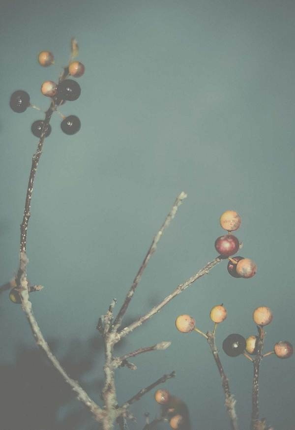 Altered Flora III #limited #edition #flora #print #poster #plant