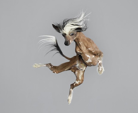 Varia — Design & photography related inspiration #air #photography #jump #time #pet #fun #funny #dog