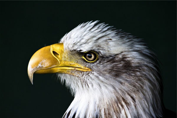Eagle head