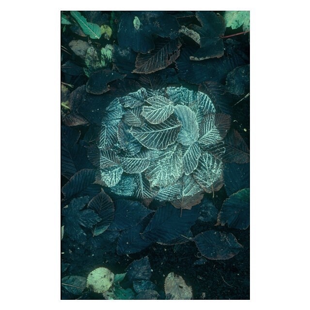 Andy Goldsworthy