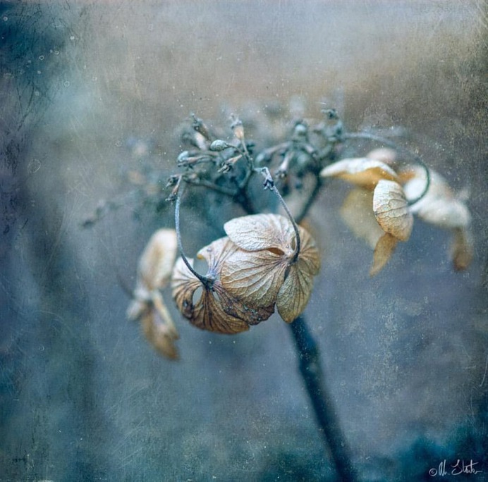 Beautiful Flower and Plant Photography by Alison Staite