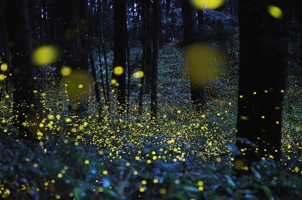 And I see them in the streets, And I see them in the field, And I... - but does it float #field #depth #of #lights #trees