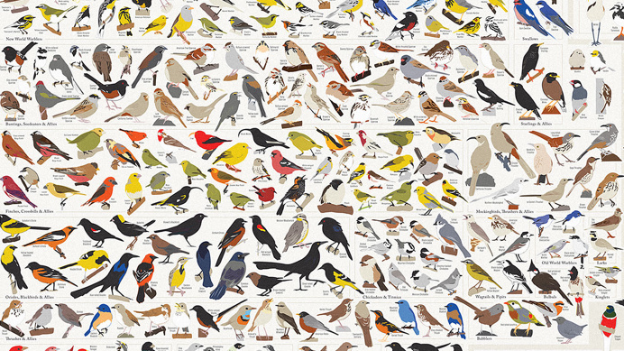 bird, chart, many, birds, illustration