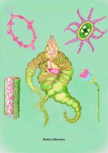 fantasticum : orient #fellerer #scientific #drawing #illustration #cupcake #marge #colour
